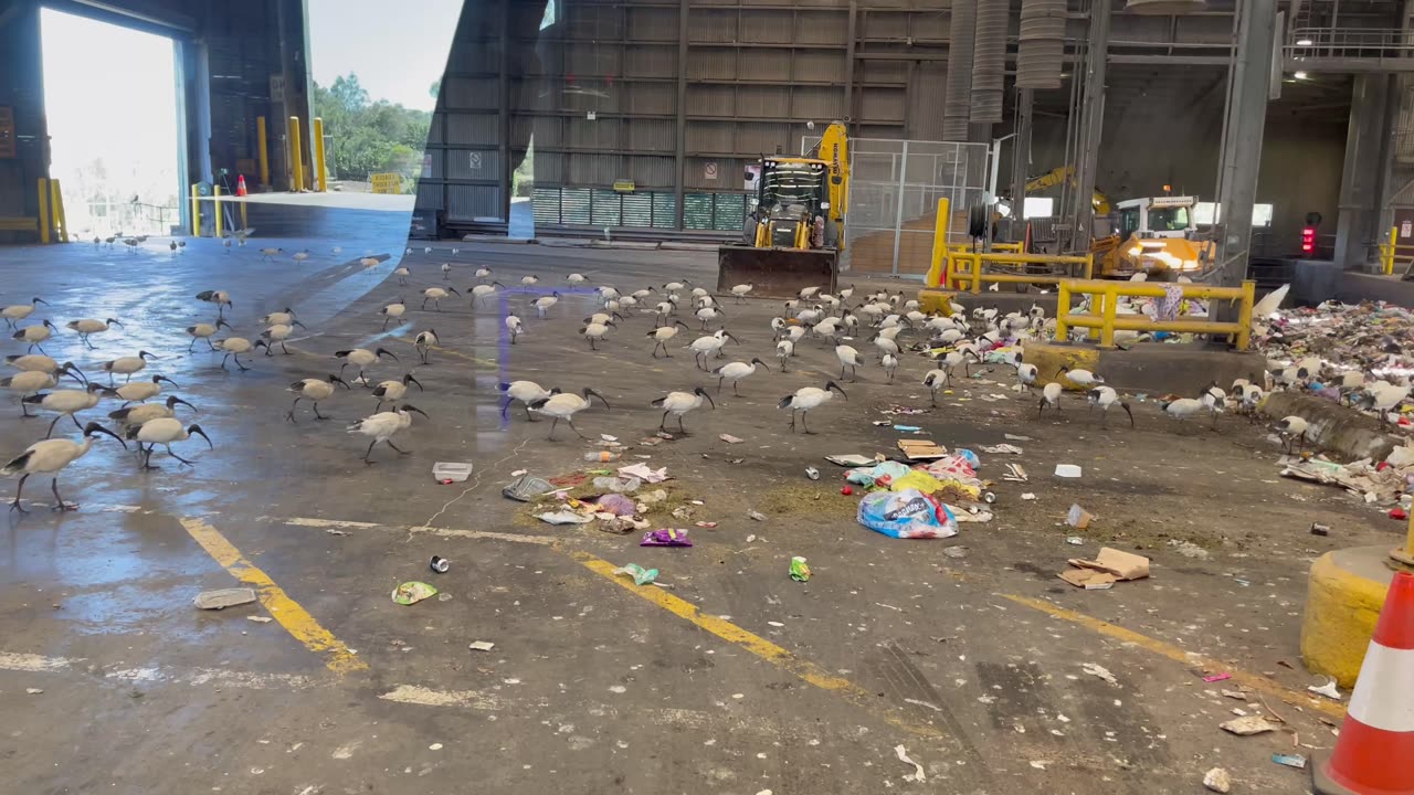 Birds Flock to Garbage Dump