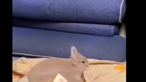 Rabbit sleeping style