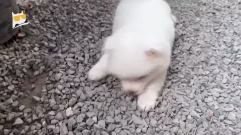 funny animal videoes