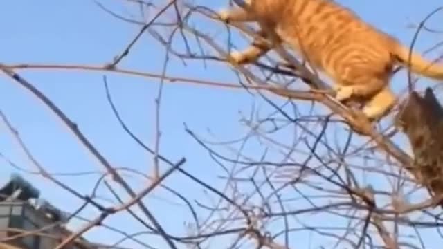 Dengerus Animal fights
