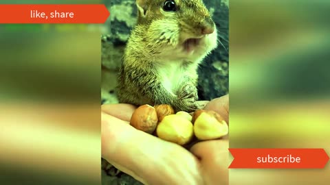 Animals Crazy Moments | Episode 027