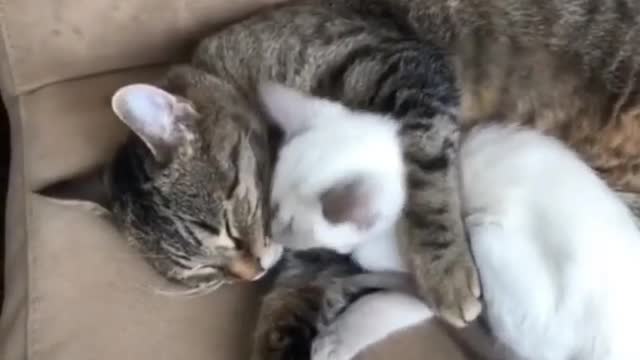 Cat Funny Videos...(I love how her first instinct was to bite it) #catlove#love