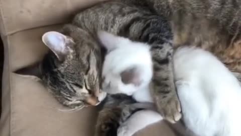 Cat Funny Videos...(I love how her first instinct was to bite it) #catlove#love