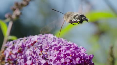 A nectar drinker