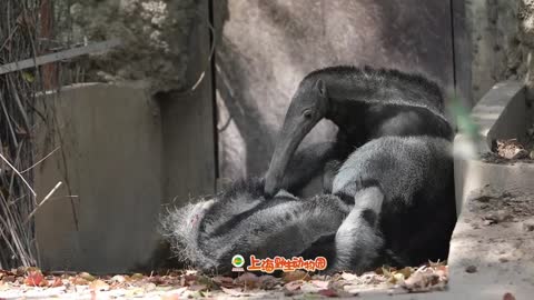 Mother and son fighting # Animalworld