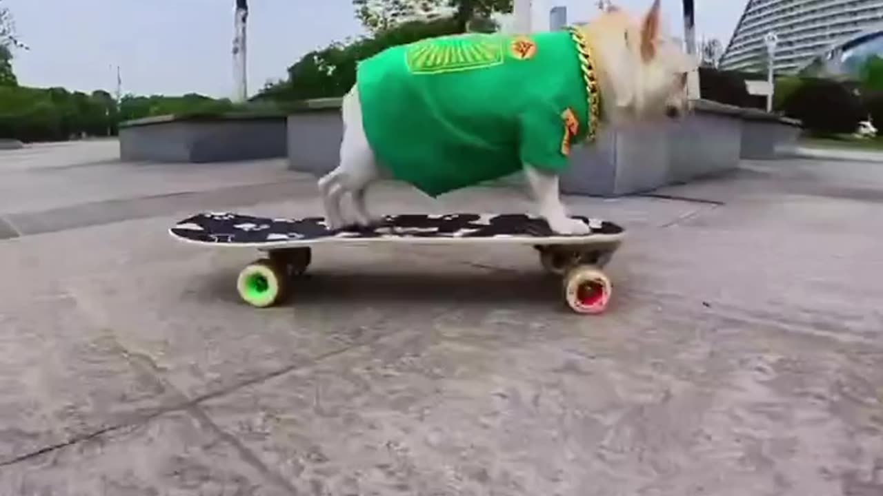 Funny dog 🐕 video.