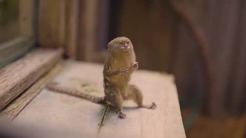 Weighing the world's smallest monkeys