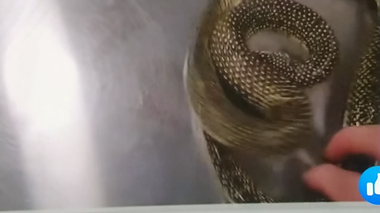 Animal: Snake eatings it's tail