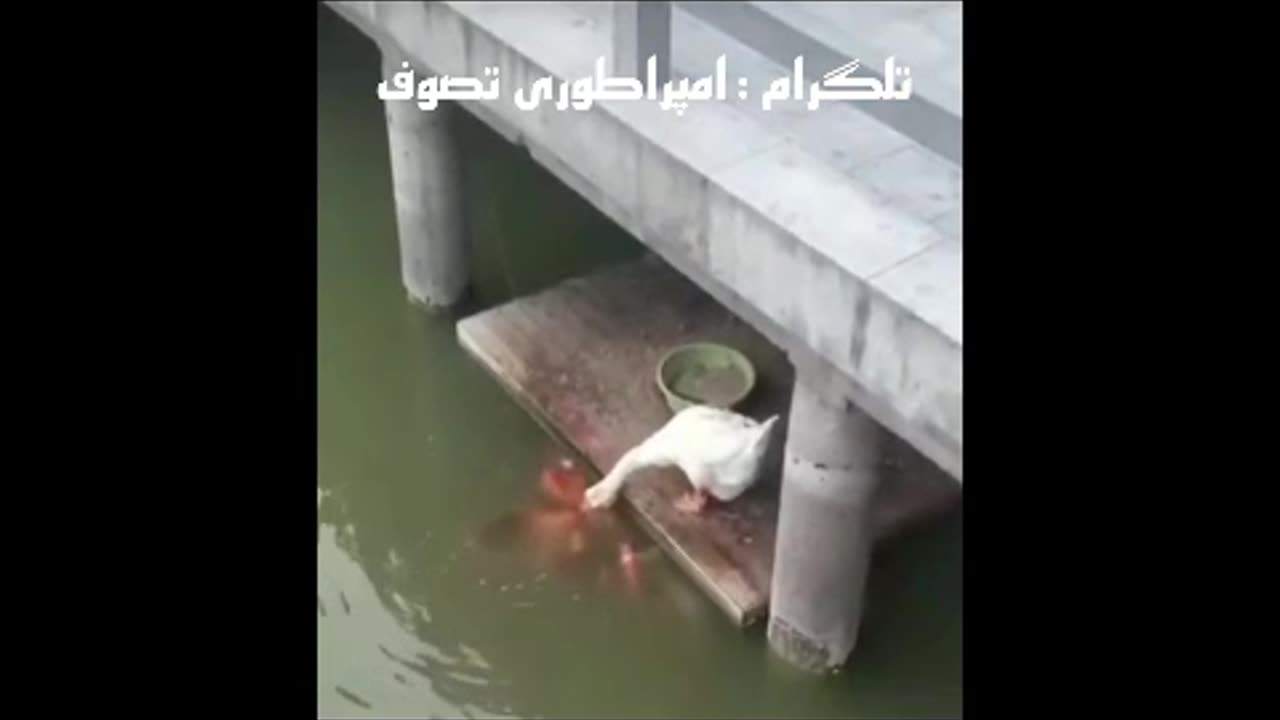 غذا دادن غاز به ماهی ها ❤️