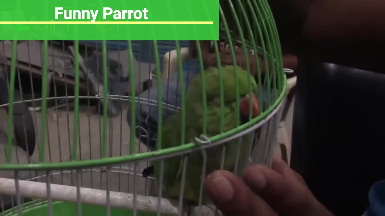 A parrot speaks Arabic fluently