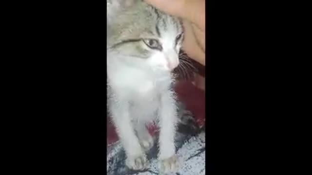 funny catty
