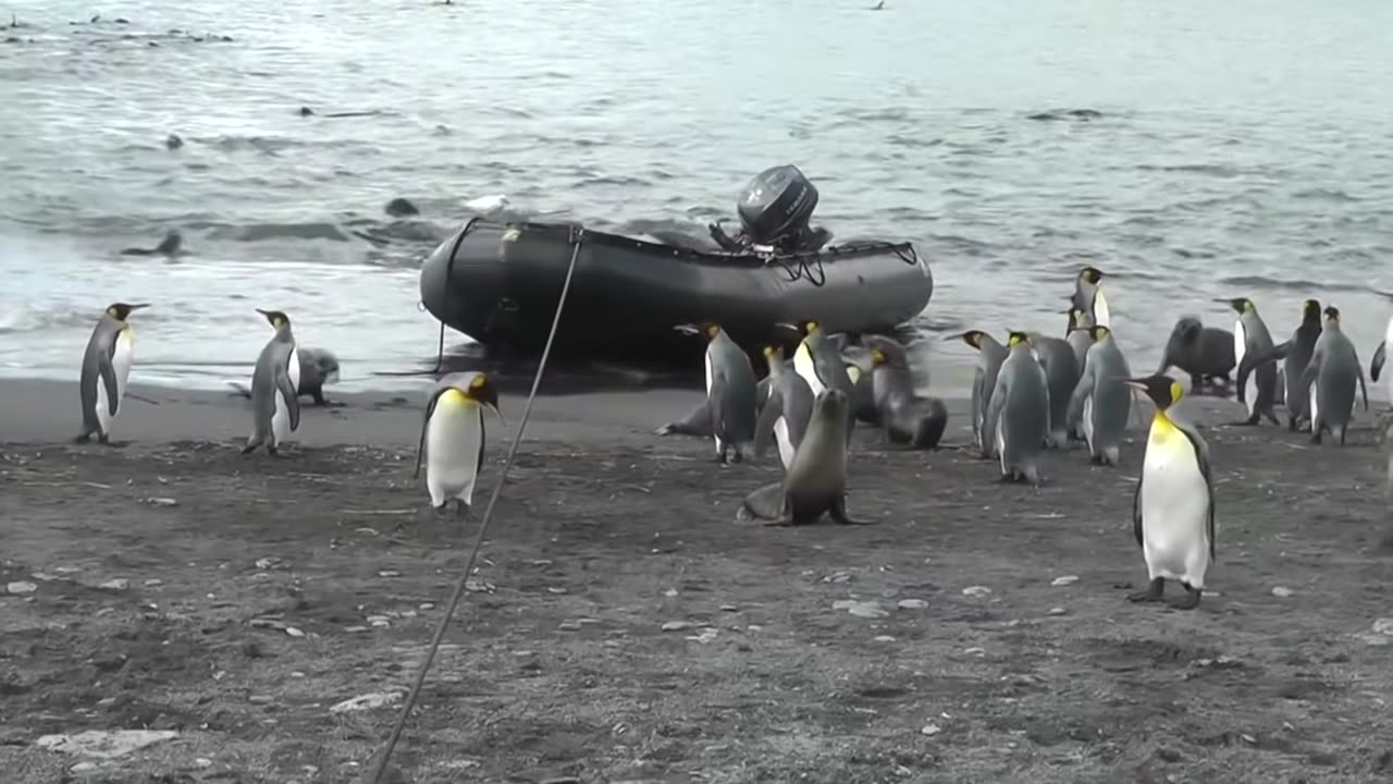 Funny and Cute Penguin Video