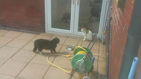 Big Stray Cat Scares Little Cat