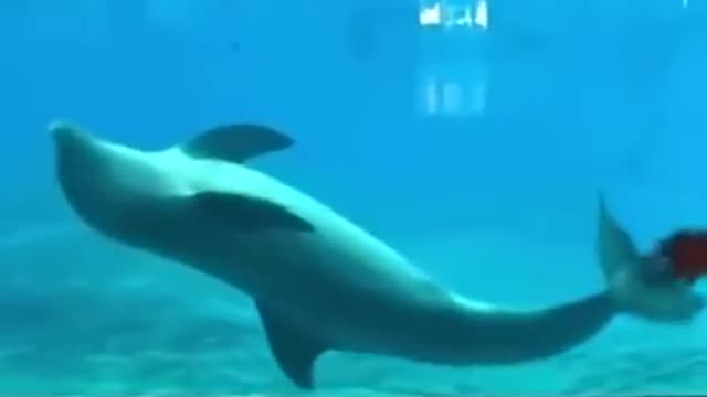 Smart Cute Funny Animals doing clever tricks