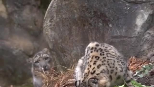 Wild animals zero distance animal snow leopard