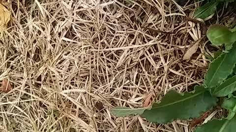 NEIGHBORS GARDENS AND LAWNS PT. 2