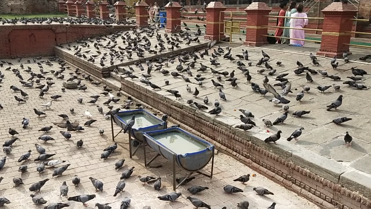 pashupati mandir famous temple in nepal