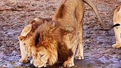 The Sons Doesn’t Let The King Drink Water
