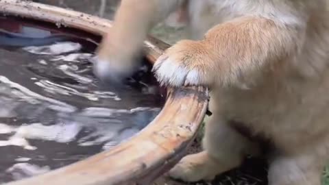 Cachorro fofo brincando com a água