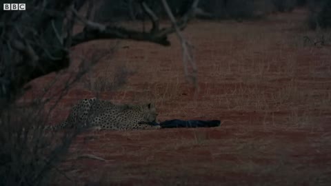Three Playful Cheetahs, One Unlucky Cameraman The Cheetah Family & Me BBC Earth