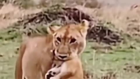 Loin denger video