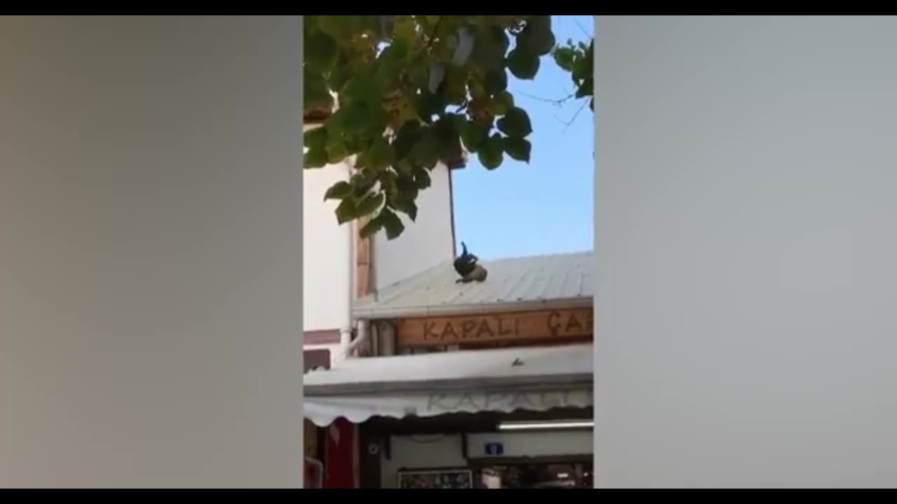 Funny 🤣 cats video