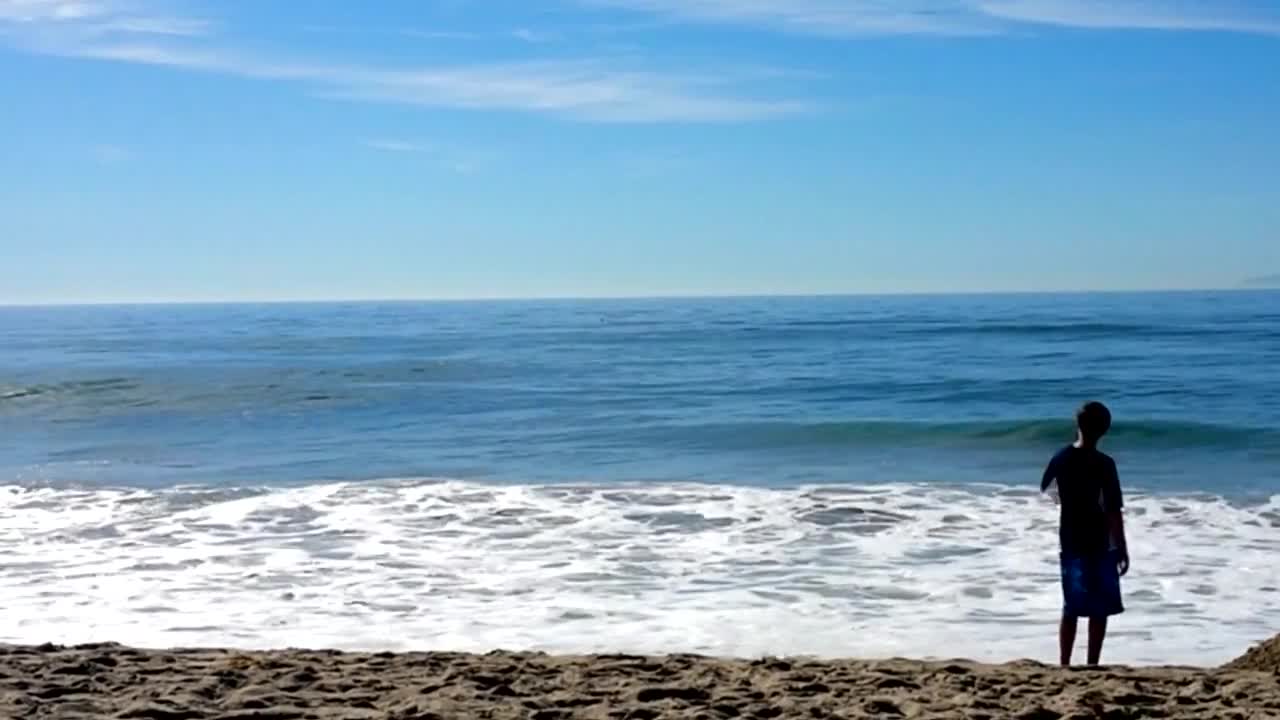 Delfines salvajes nadan al lado de quienes visitan la playa