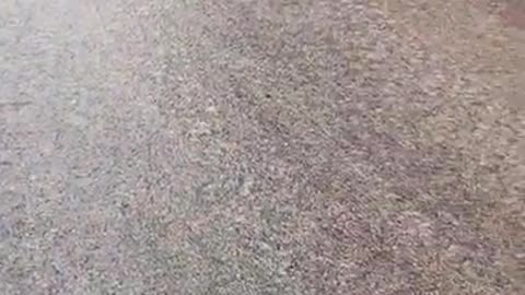 Amazing dog,sliding,run,funny
