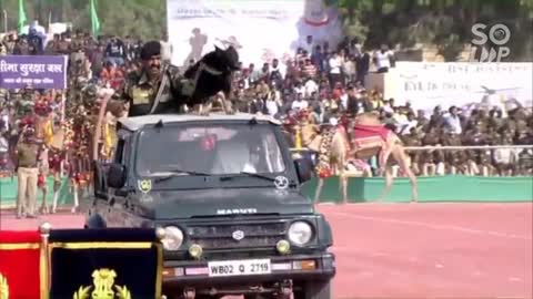 Bsf trained dog welcome to the amit shah with flowers skills, seeks blessings and till the watch end