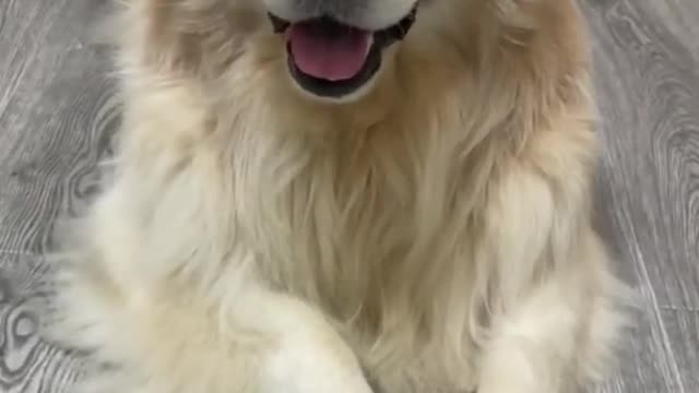 Friendly Goldie Gets a Playful Puppy Friend