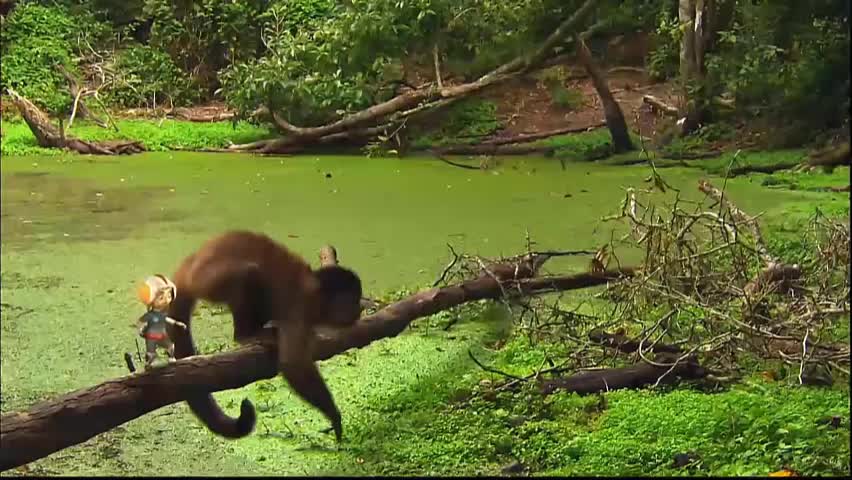 Monkey - Animals For Kids - Know The Animal