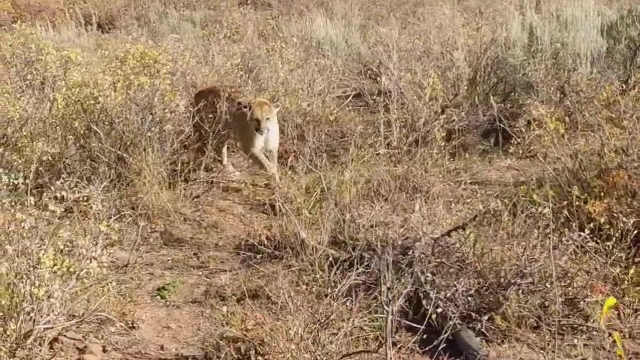 Mountain Lion stalks elk hunter in Idaho.Saved by Glock27.