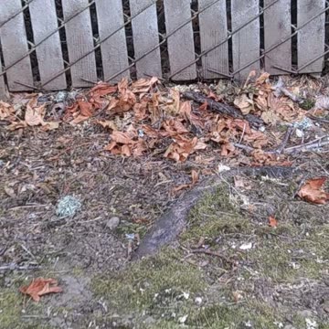 This Leaf "JUST WON'T FALL"