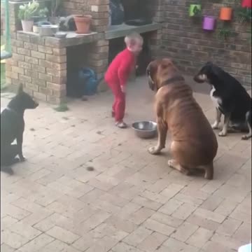 Amoureux des animaux