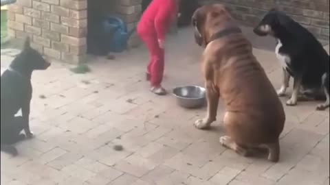 Amoureux des animaux
