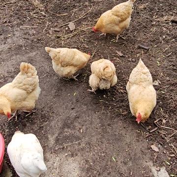 OMC! Peck & Scratch Bonus Video! Brownie, Whitey, and friends! #chickens #shorts #brownie #whitey