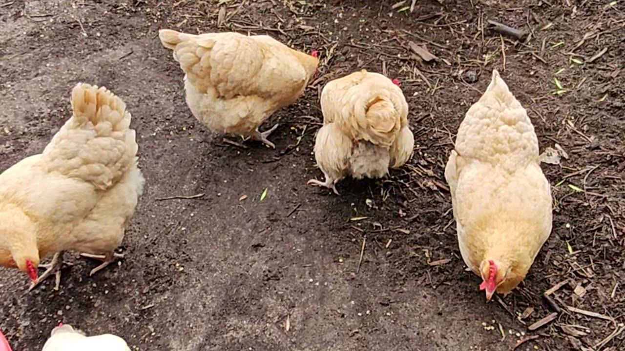 OMC! Peck & Scratch Bonus Video! Brownie, Whitey, and friends! #chickens #shorts #brownie #whitey