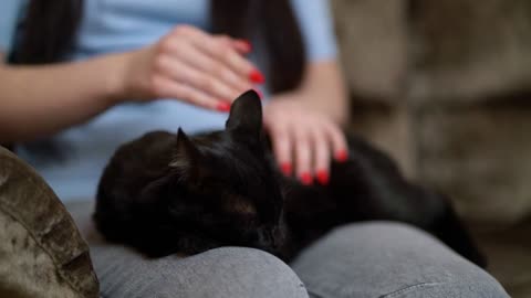 Woman Stroking a Cat Lying on the Couch