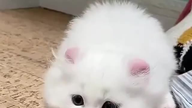 White Cute Cat Playing - Must Watch