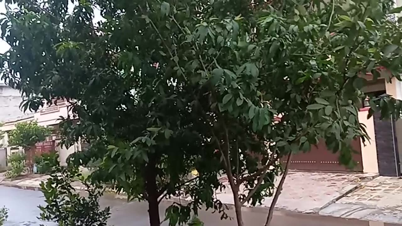 Rain