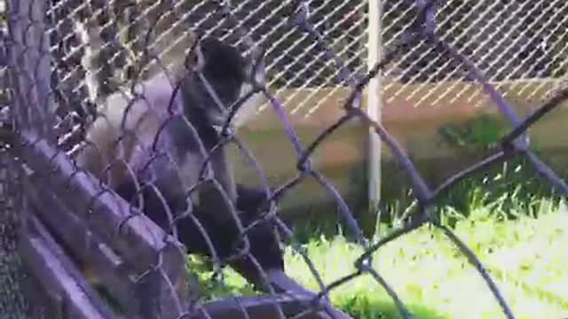 Monkey snatches camera from a person