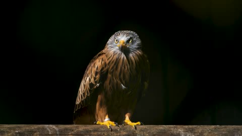 Close Up Shot of a Eagle