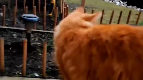 Cute cats🥰