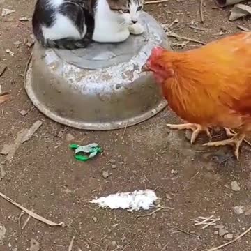 It's funny how cats fight with two chickens