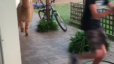 Run run