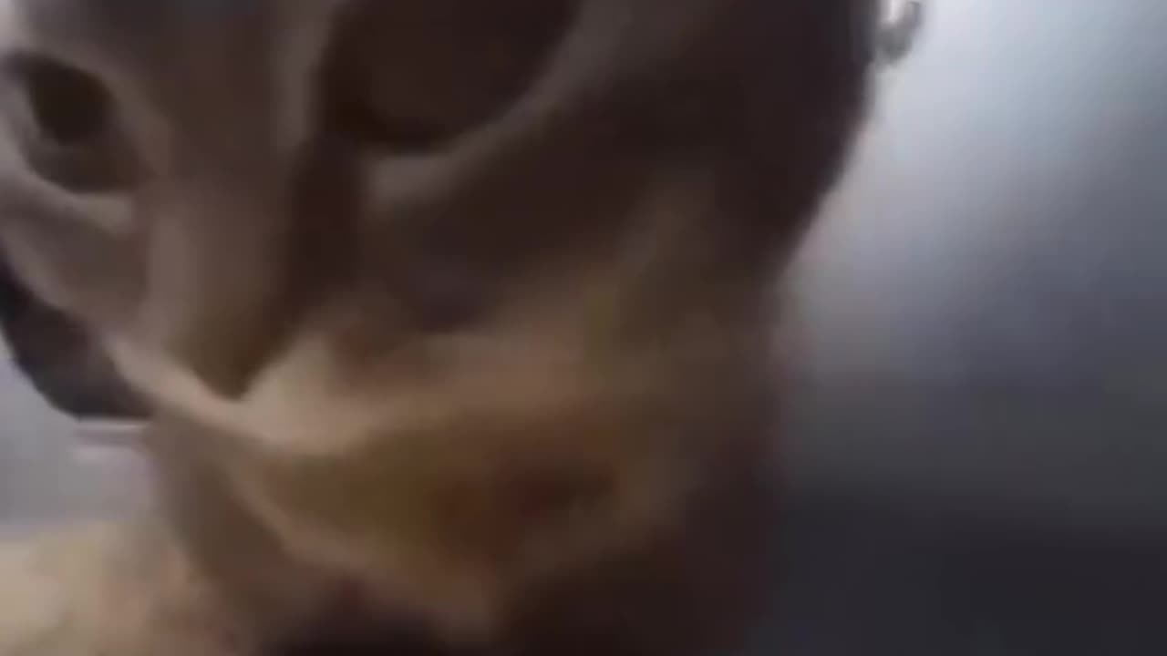 cat boogy
