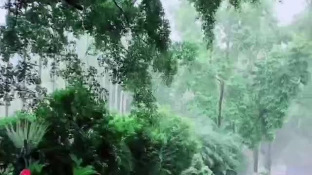 Forest in the rain