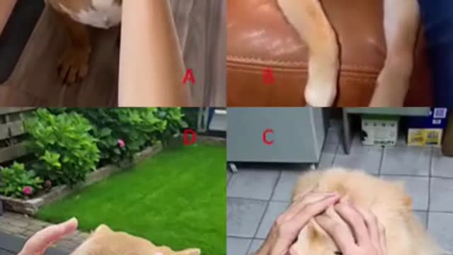 Cute Dog Compilation