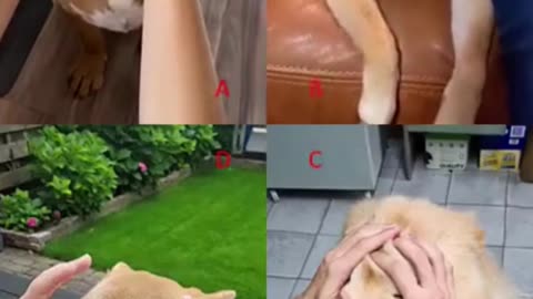Cute Dog Compilation