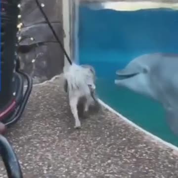 A dog playing with a dolphin